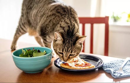 Canned Cat Food For Sensitive Stomachs