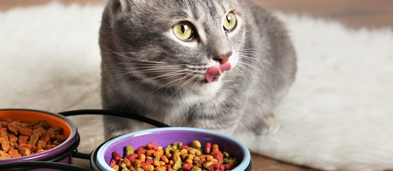 Cat Food For Sensitive Digestion